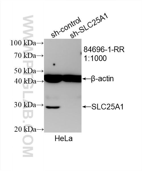 WB analysis of HeLa using 84696-1-RR (same clone as 84696-1-PBS)