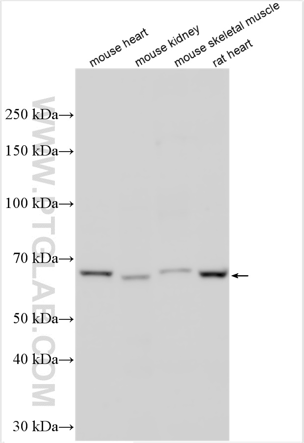 WB analysis using 26804-1-AP