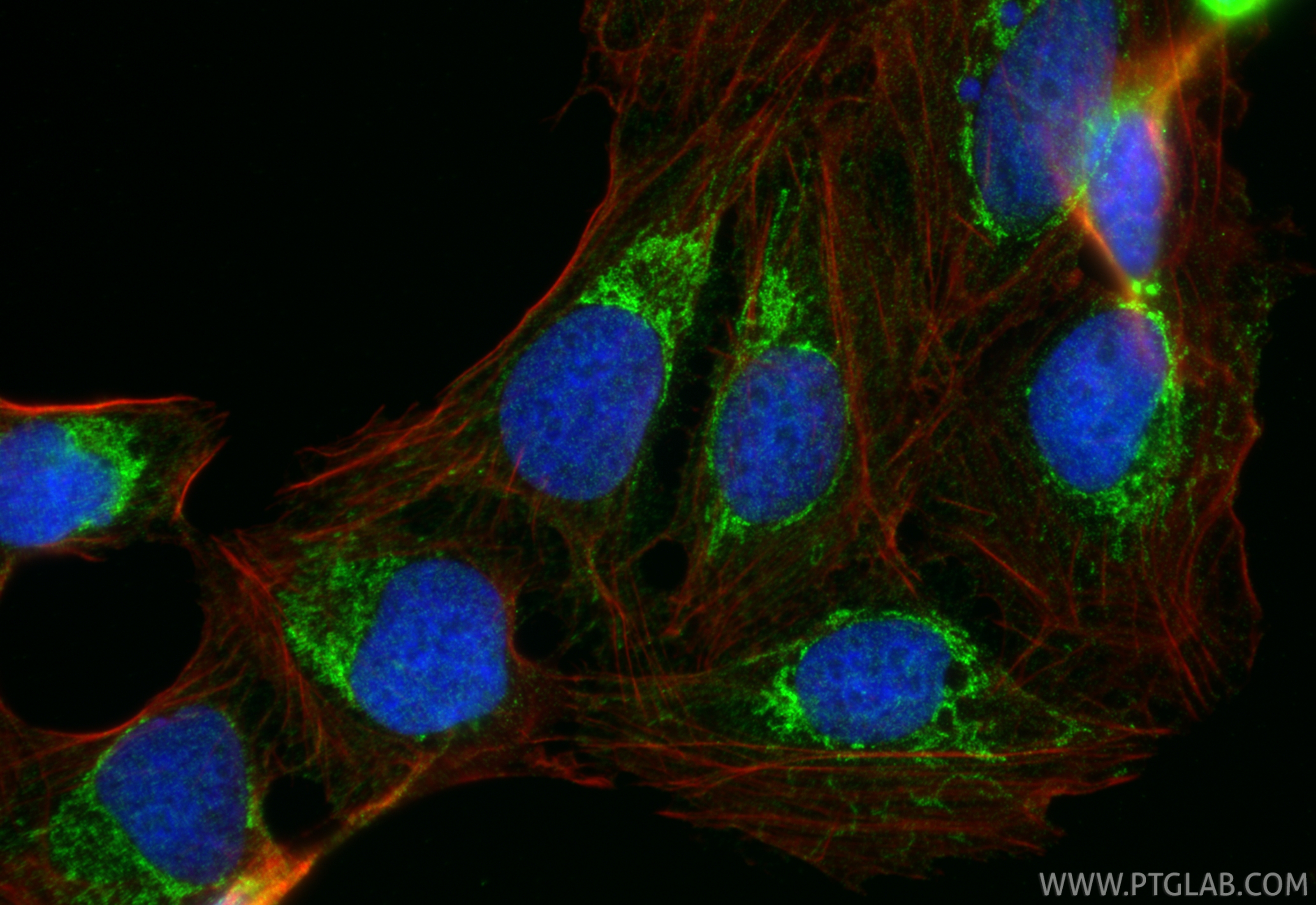 Immunofluorescent analysis of (4% PFA) fixed U2OS cells using SLC25A13 antibody (10789-1-AP) at dilution of 1:200 and CoraLite®488-Conjugated Goat Anti-Rabbit IgG(H+L) (<a class='green' href='/productredirect?CatalogNo=SA00013-2' target='_blank'>SA00013-2</a>), CL594-phalloidin (red). IF Staining of U2OS using 10789-1-AP