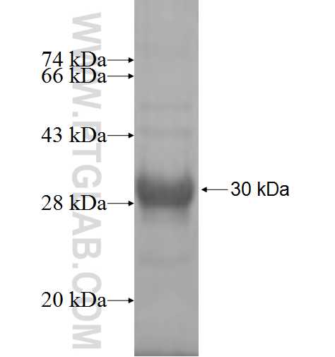 SLC25A15 fusion protein Ag7862 SDS-PAGE SLC25A15 fusion protein Ag7862 SDS-PAGE