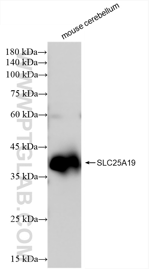 WB analysis of mouse cerebellum using 85331-1-RR