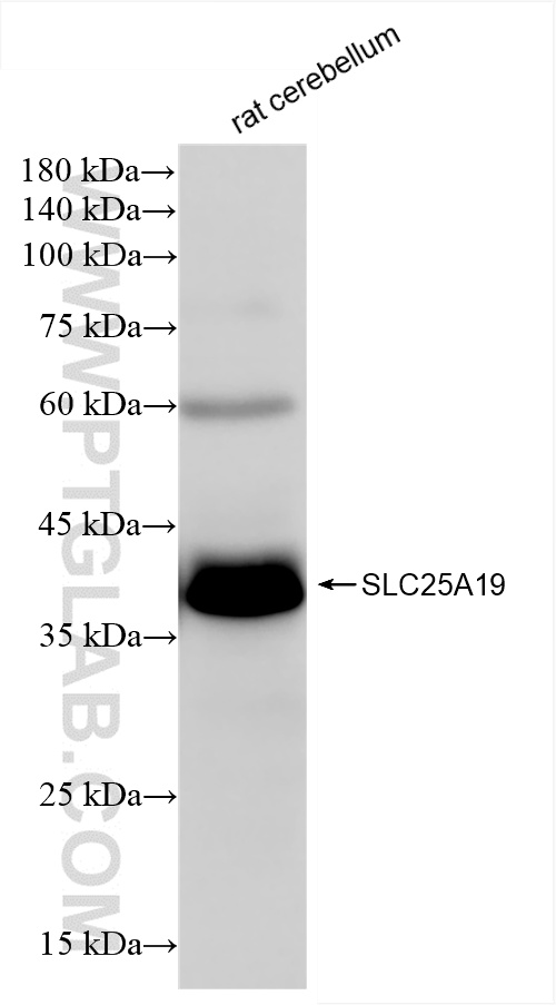 WB analysis of rat cerebellum using 85331-1-RR