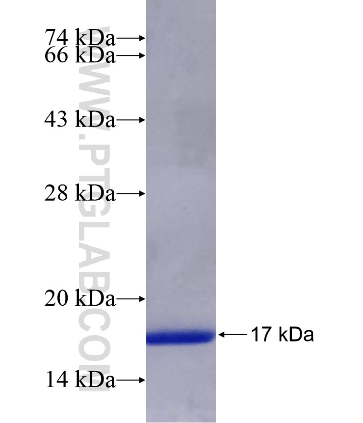 SLC25A20 fusion protein Ag6896 SDS-PAGE