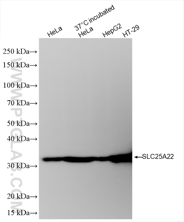 WB analysis using 86163-1-RR (same clone as 86163-1-PBS)