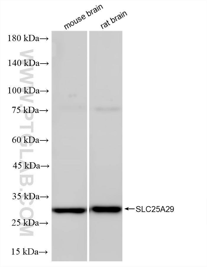 WB analysis using 87551-1-RR (same clone as 87551-1-PBS) WB analysis using 87551-1-RR (same clone as 87551-1-PBS)