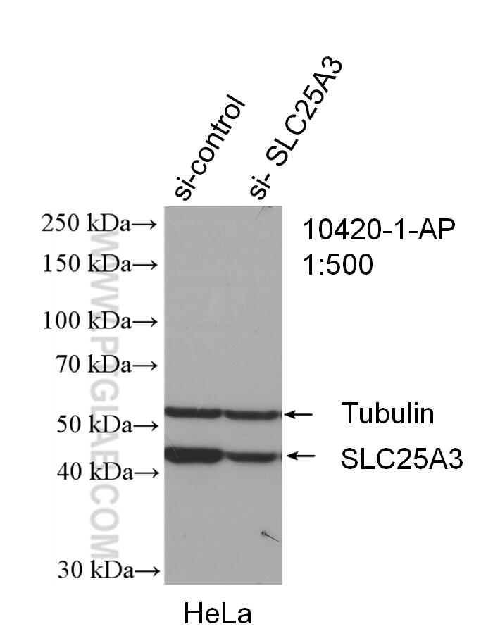 WB analysis of HeLa using 10420-1-AP