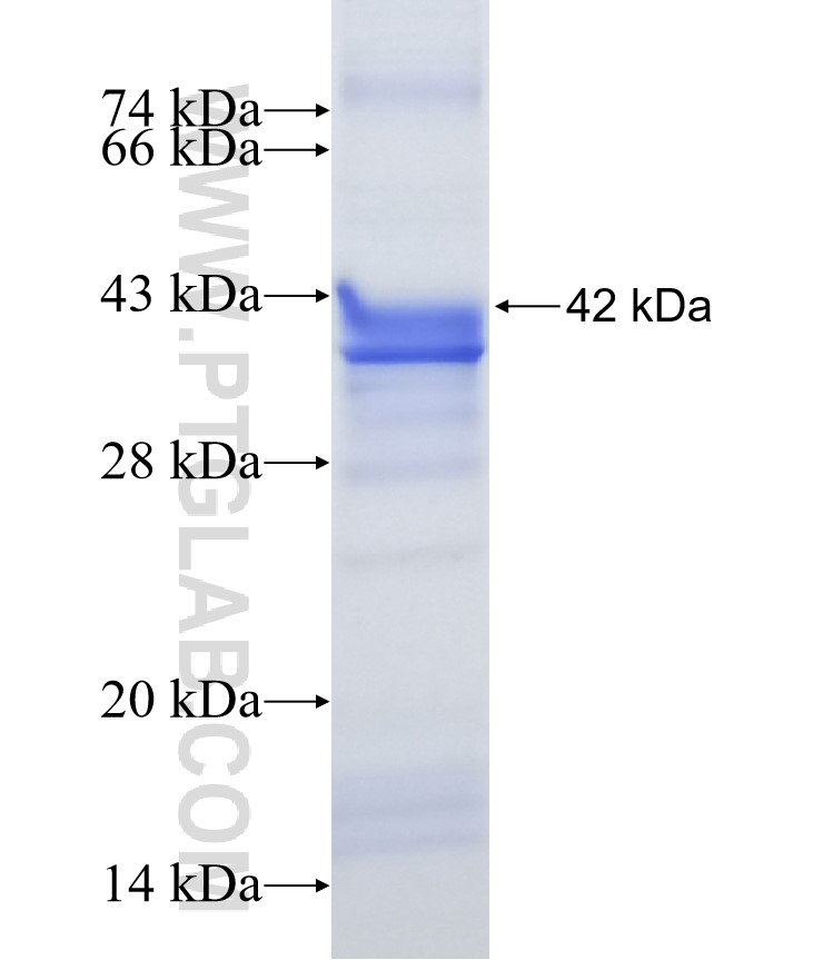 SLC25A3 fusion protein Ag4377 SDS-PAGE