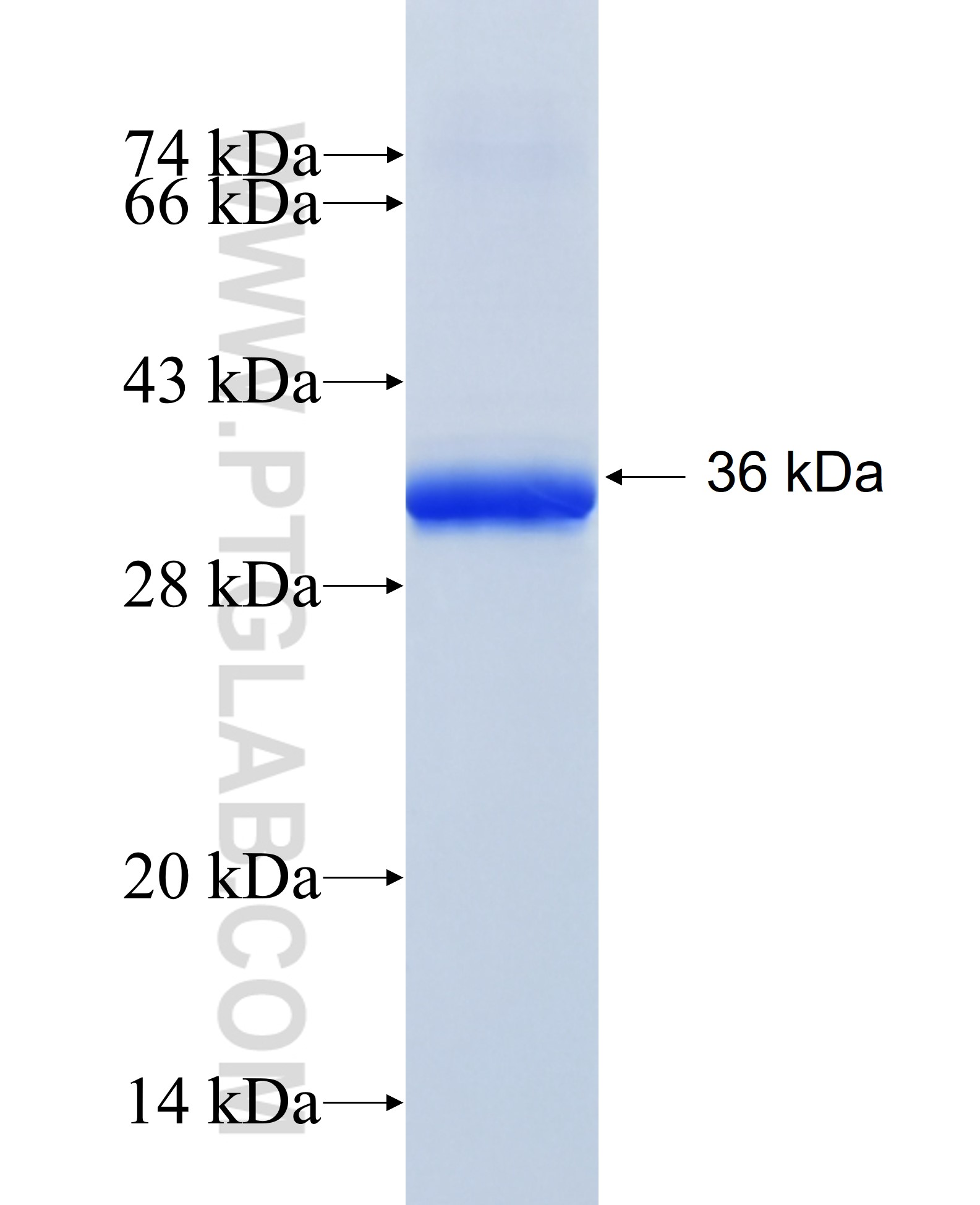 SLC25A3 fusion protein Ag9154 SDS-PAGE