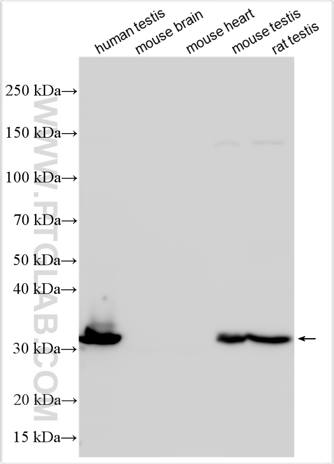 WB analysis using 33263-1-AP