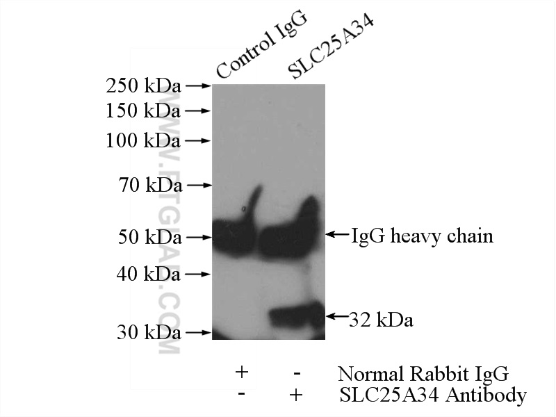 IP experiment of HepG2 using 17557-1-AP