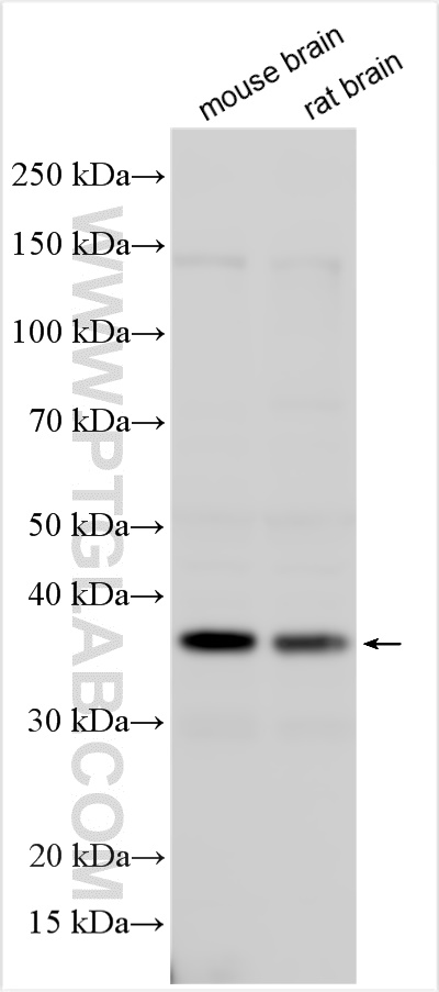 WB analysis using 14963-1-AP (same clone as 14963-1-PBS)