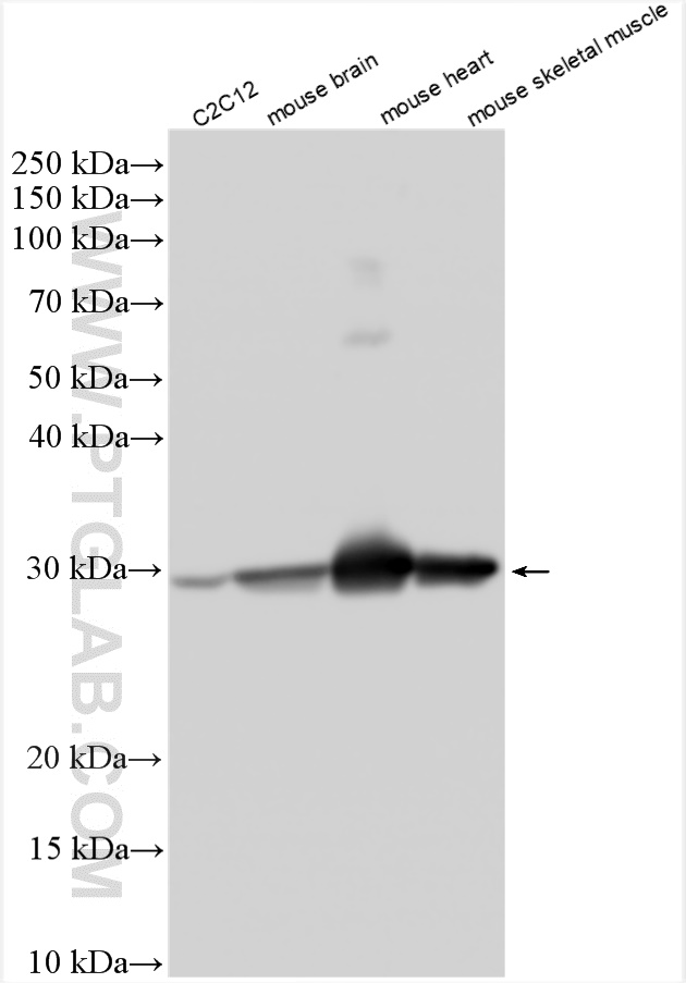 WB analysis using 30631-1-AP