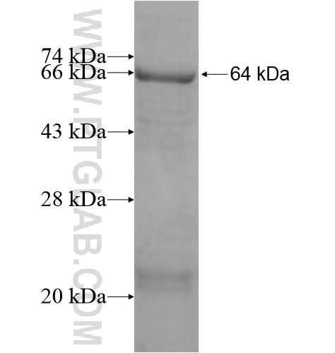 SLC25A43 fusion protein Ag10184 SDS-PAGE