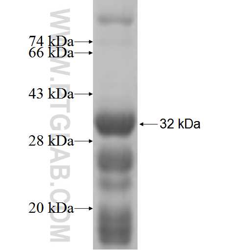 SLC25A45 fusion protein Ag5513 SDS-PAGE SLC25A45 fusion protein Ag5513 SDS-PAGE