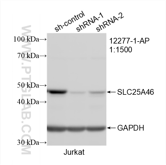 WB analysis of Jurkat using 12277-1-AP