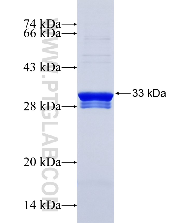 SLC25A48 fusion protein Ag34514 SDS-PAGE