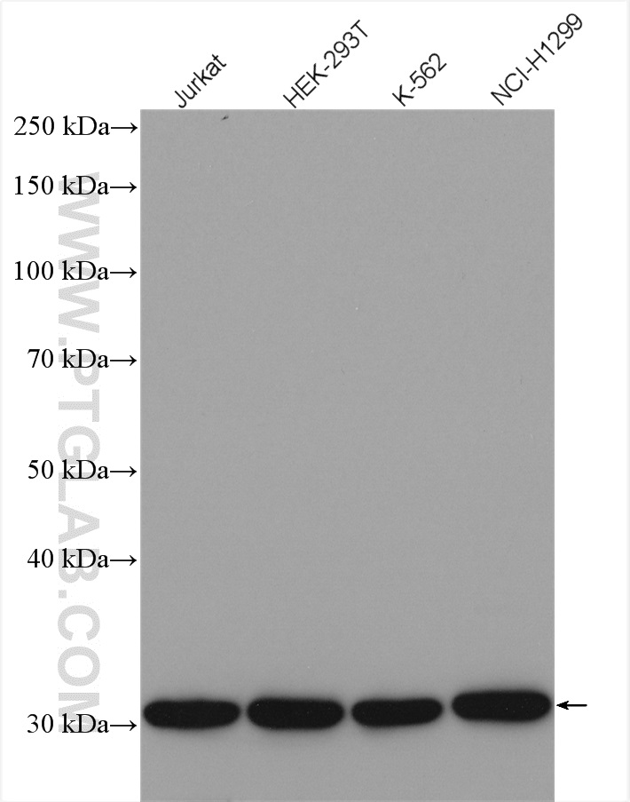 WB analysis using 51031-1-AP