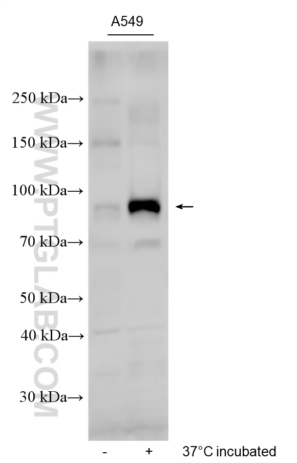 37°C incubated A549 cells were subjected to SDS PAGE followed by western blot with 22726-1-AP (SLC26A4 antibody) at dilution of 1:500 incubated at room temperature for 1.5 hours. WB analysis of A549 using 22726-1-AP