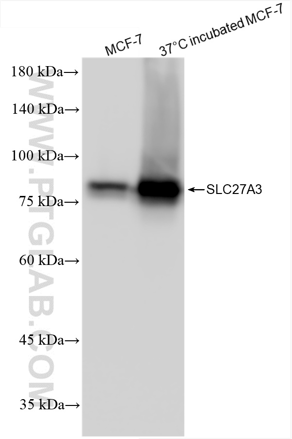 WB analysis using 86047-1-RR (same clone as 86047-1-PBS)