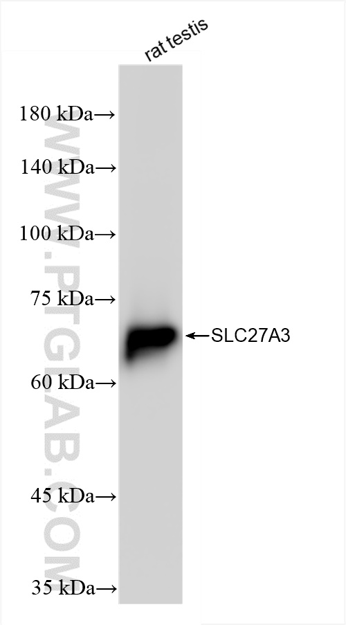 WB analysis of rat testis using 86047-1-RR (same clone as 86047-1-PBS)