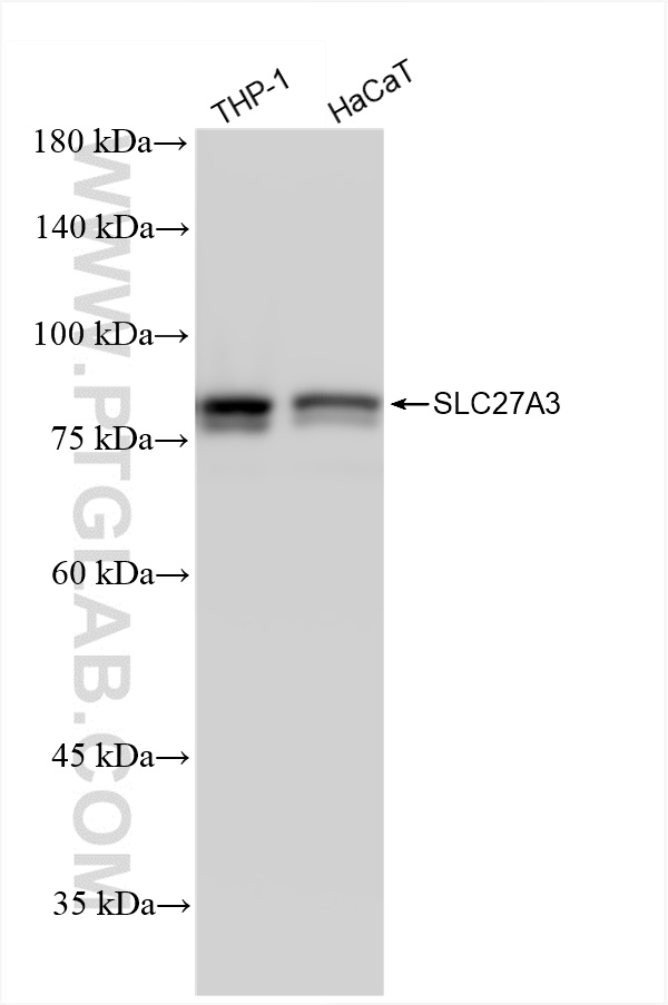 WB analysis using 86047-1-RR (same clone as 86047-1-PBS)