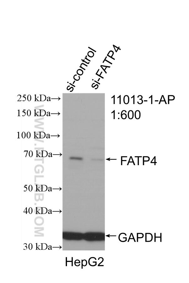 WB analysis of HepG2 using 11013-1-AP