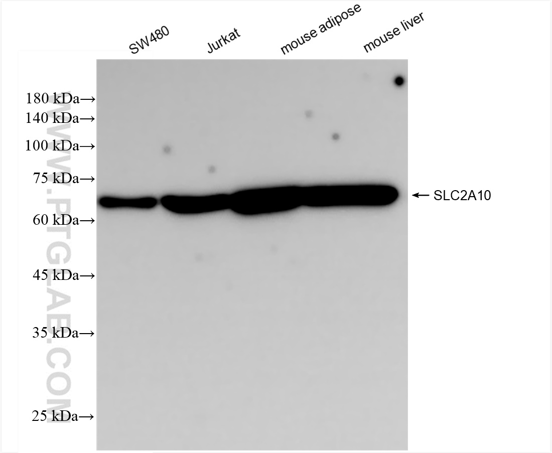 WB analysis using 83441-3-RR (same clone as 83441-3-PBS)