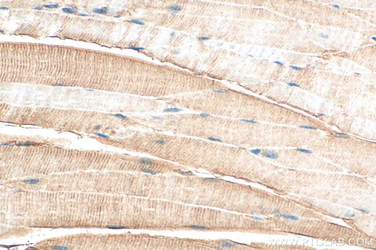 IHC staining of mouse skeletal muscle using 26958-1-AP