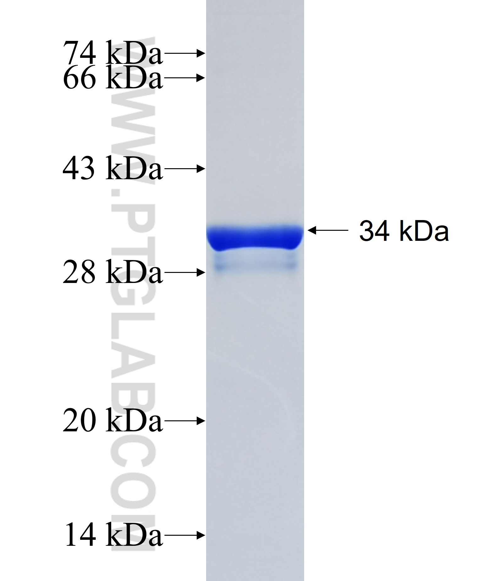 SLC2A12 fusion protein Ag24973 SDS-PAGE