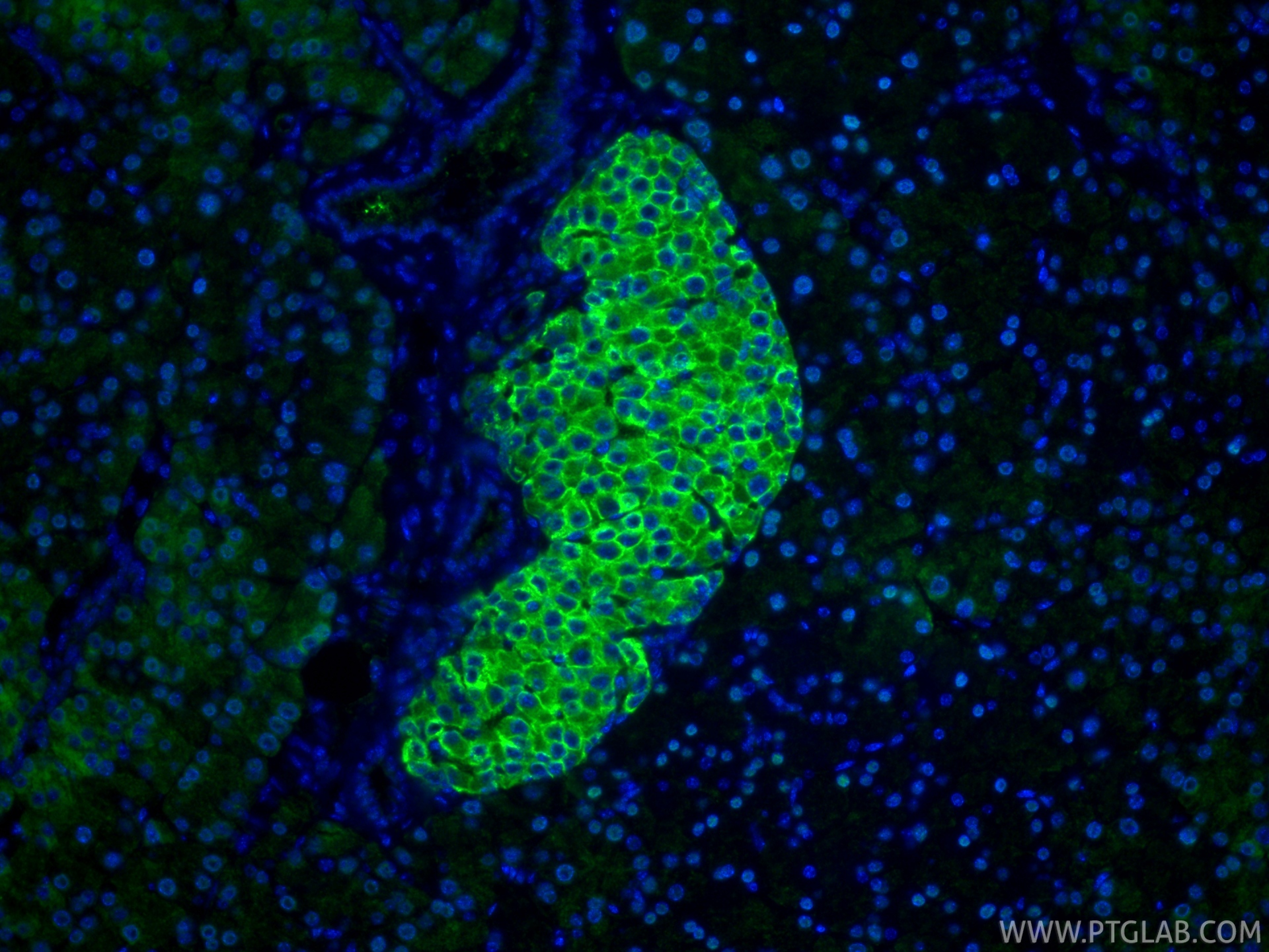 IF Staining of mouse pancreas using 20436-1-AP
