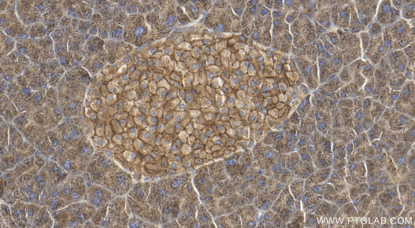 IHC staining of mouse pancreas using 20436-1-AP