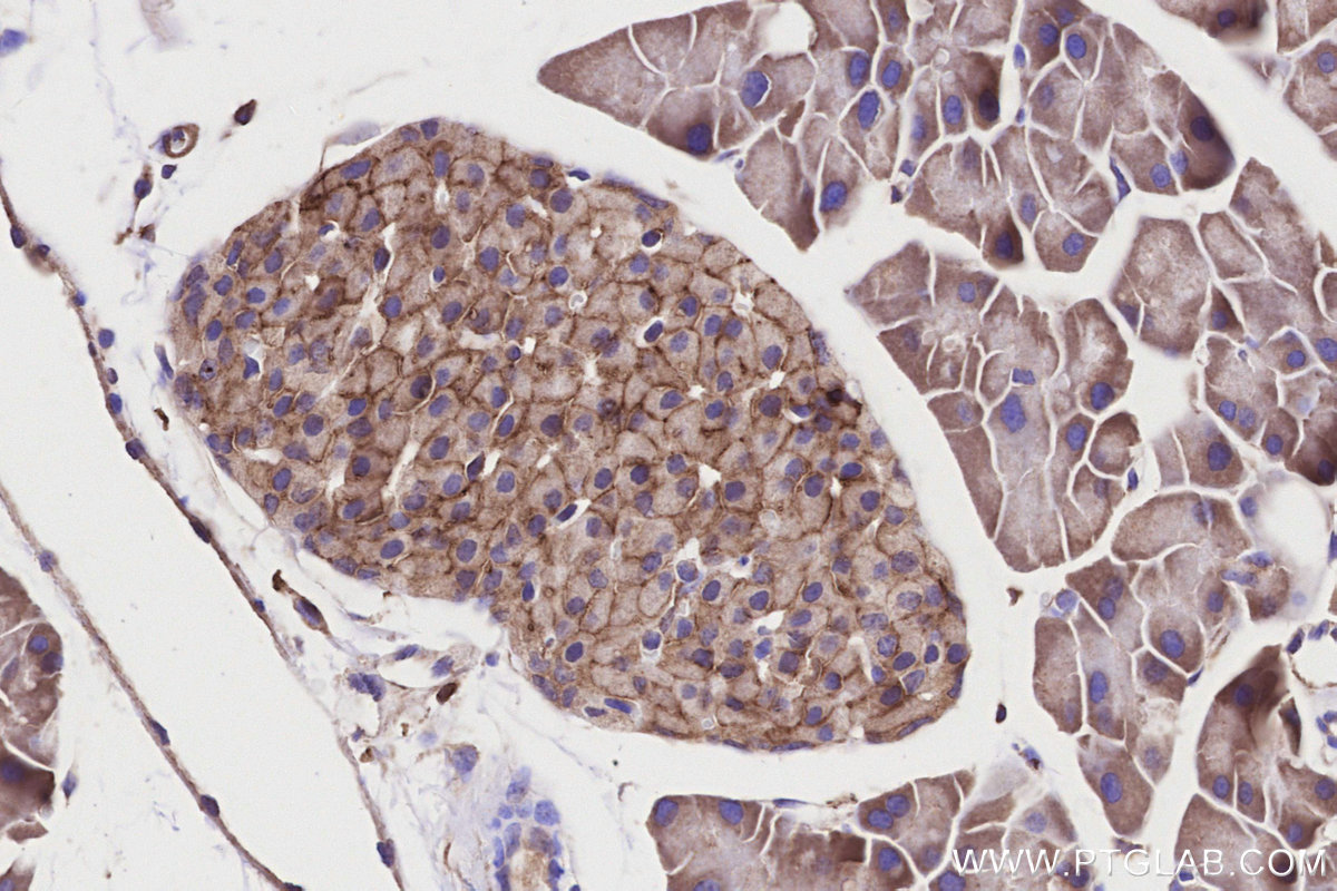 IHC staining of mouse pancreas using 20436-1-AP