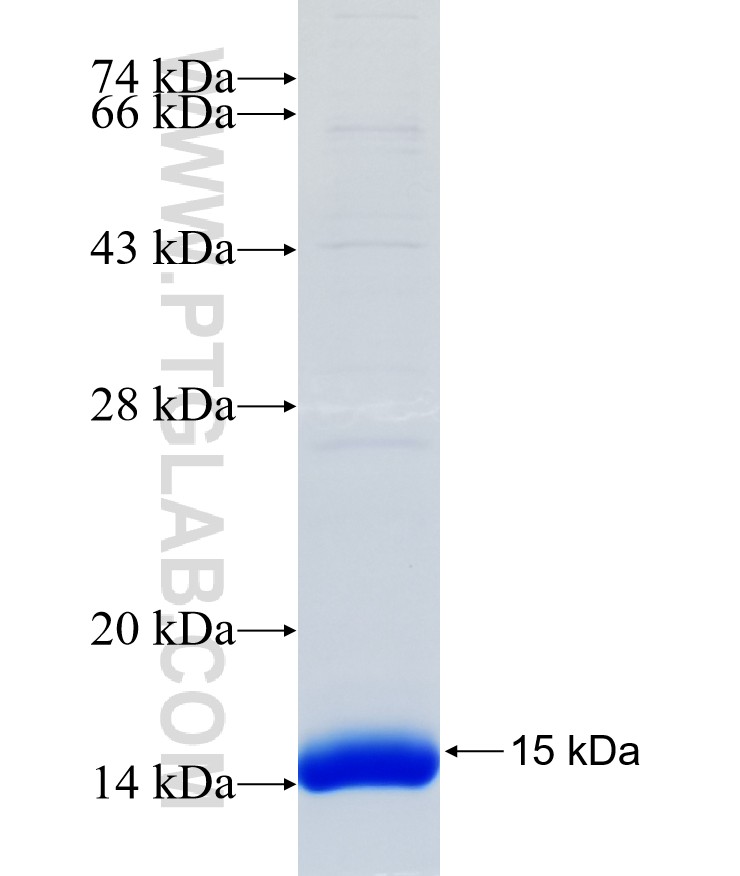 SLC2A3 fusion protein Ag14550 SDS-PAGE