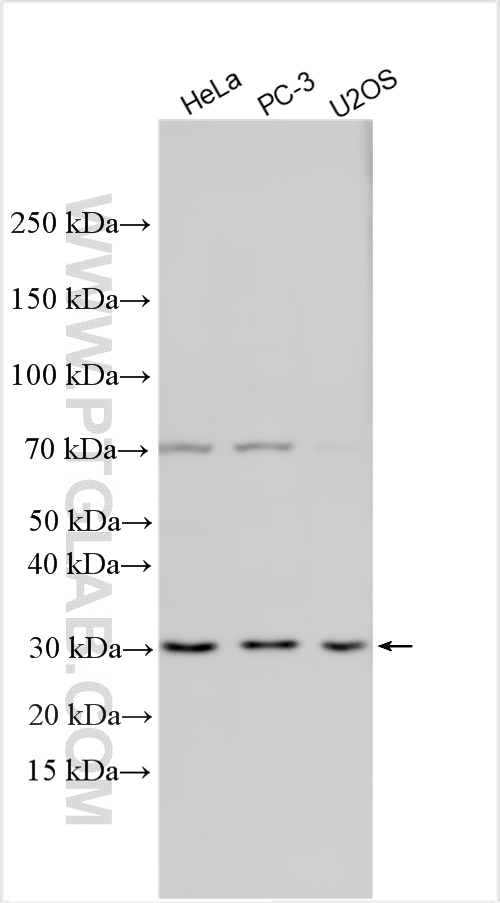 WB analysis using 31429-1-AP
