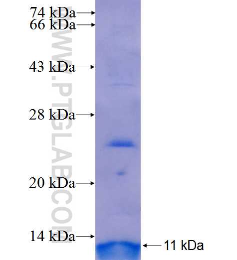 SLC2A5 fusion protein Ag25682 SDS-PAGE