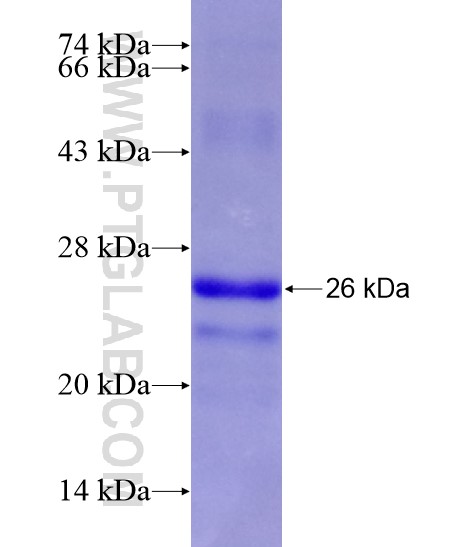 SLC30A1 fusion protein Ag18666 SDS-PAGE