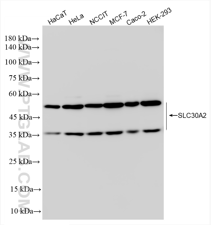WB analysis using 83666-1-RR
