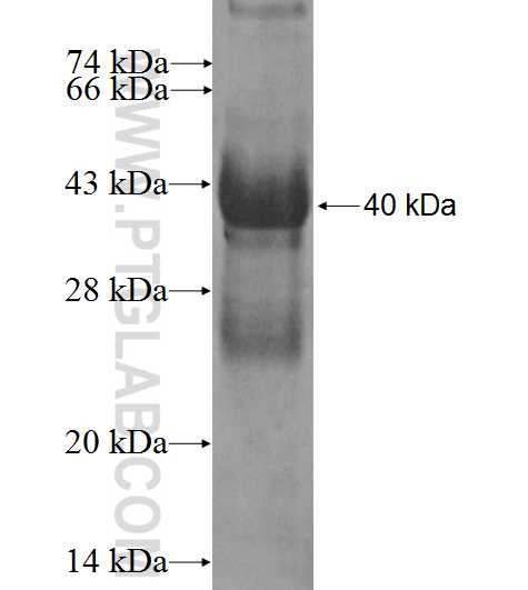 SLC30A4 fusion protein Ag3313 SDS-PAGE