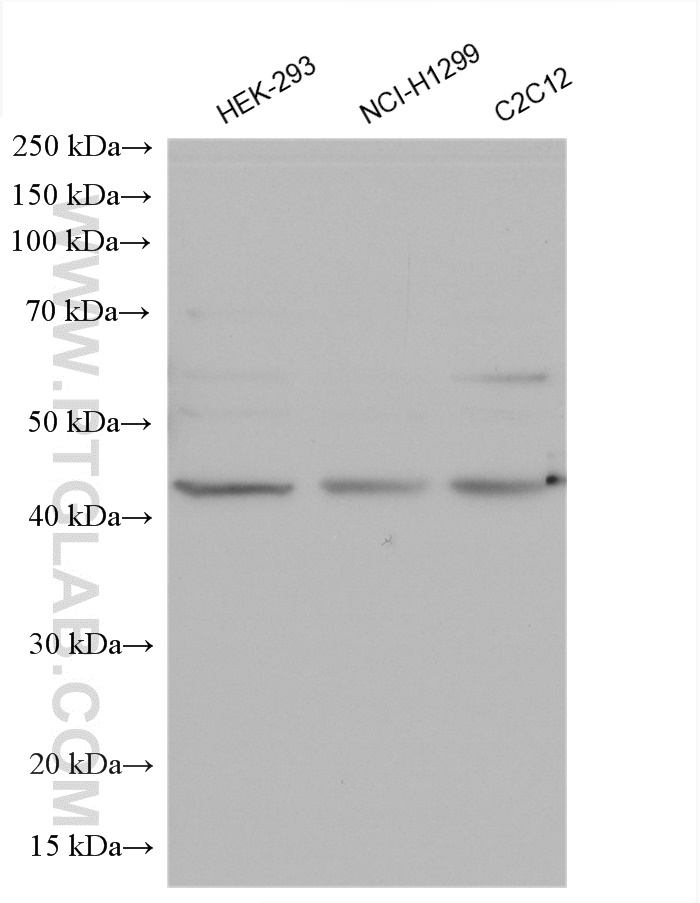 WB analysis using 13966-1-AP