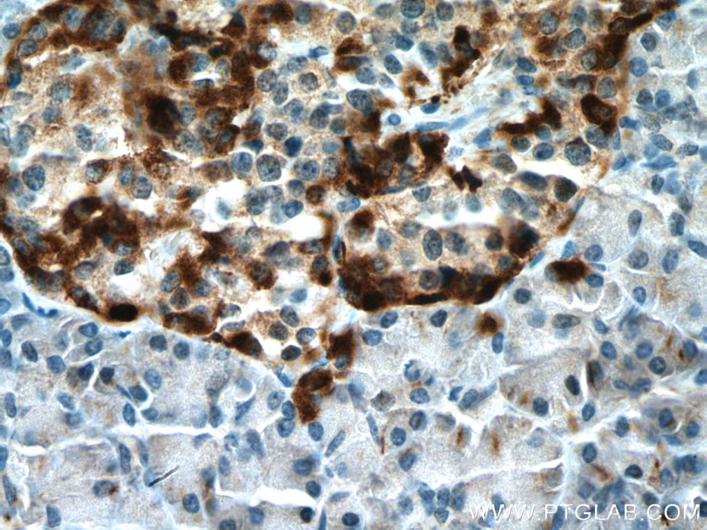 IHC staining of human pancreas using 16169-1-AP
