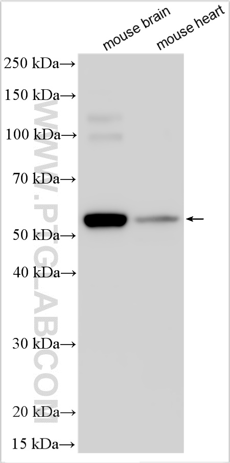 WB analysis using 26548-1-AP