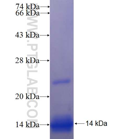 SLC33A1 fusion protein Ag24500 SDS-PAGE SLC33A1 fusion protein Ag24500 SDS-PAGE