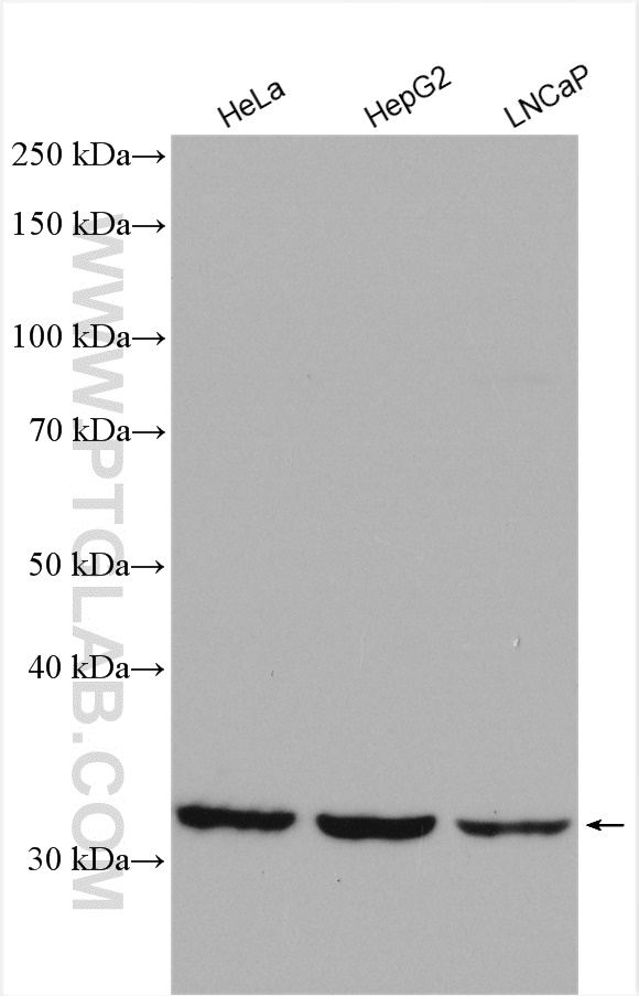 WB analysis using 26874-1-AP