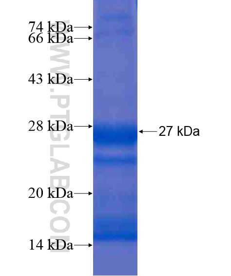 SLC35A4 fusion protein Ag20882 SDS-PAGE