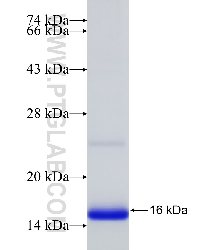 SLC35B1 fusion protein Ag31596 SDS-PAGE
