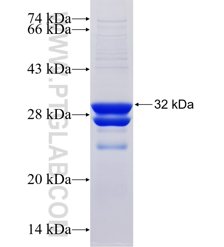 SLC35E4 fusion protein Ag34360 SDS-PAGE