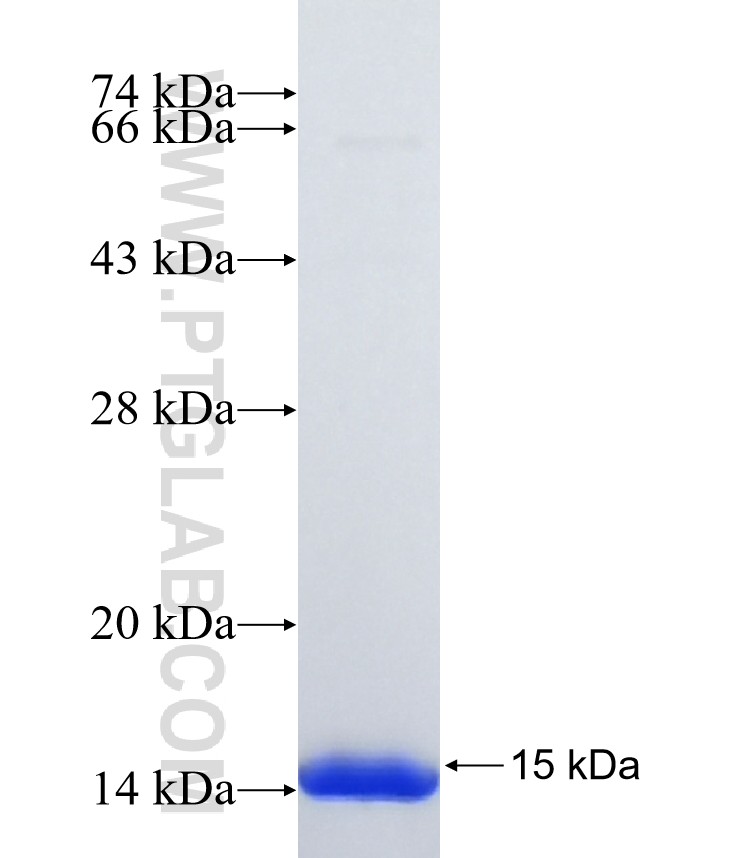 SLC35F3 fusion protein Ag36700 SDS-PAGE
