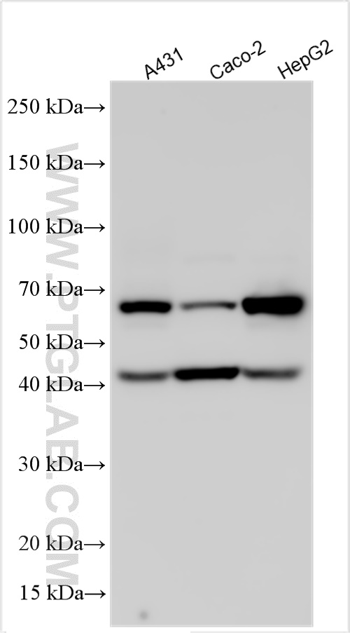 WB analysis using 32258-1-AP