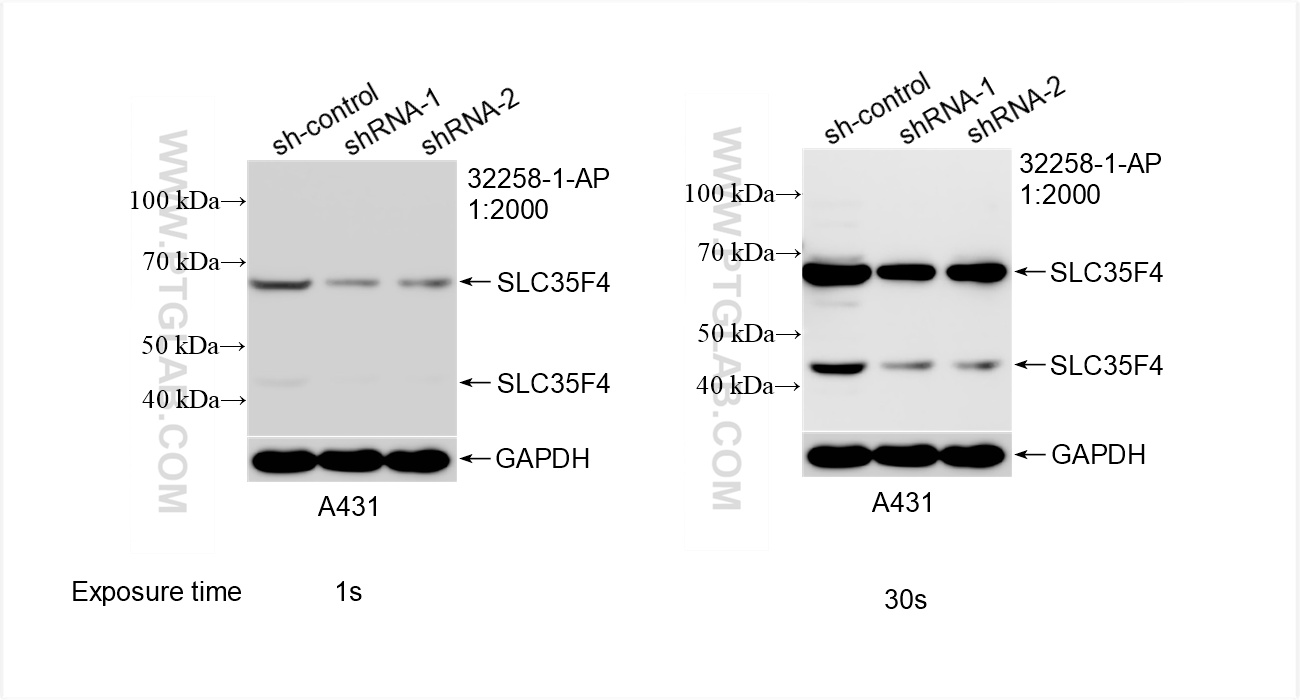 WB analysis of A431 using 32258-1-AP