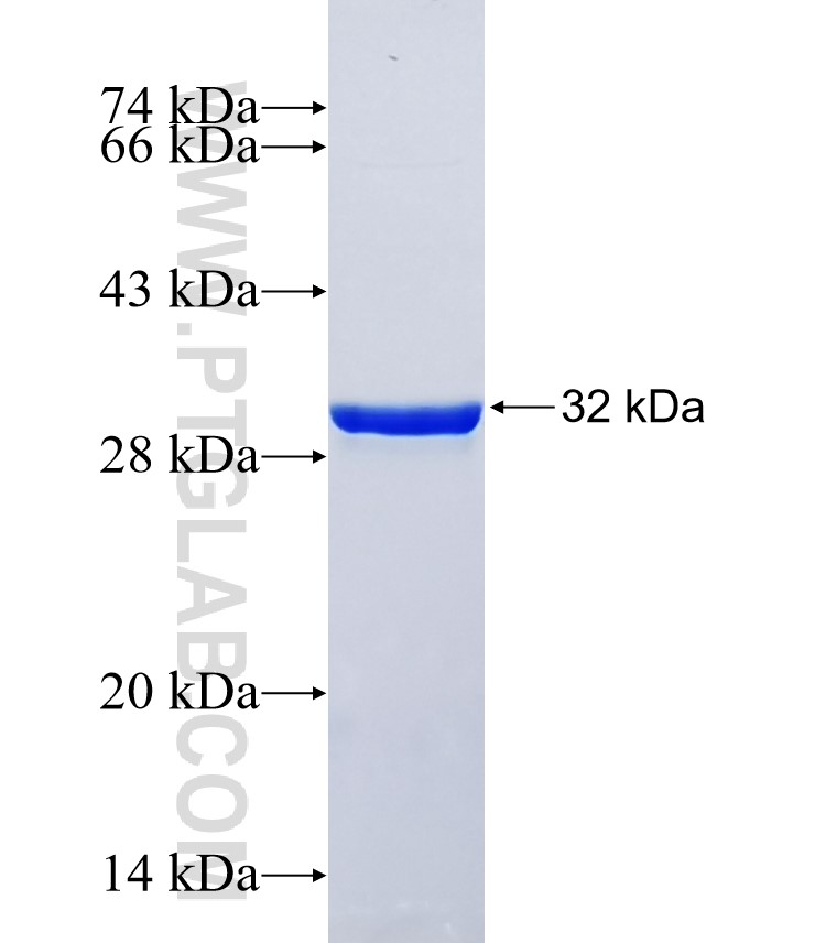 SLC35F4 fusion protein Ag34518 SDS-PAGE